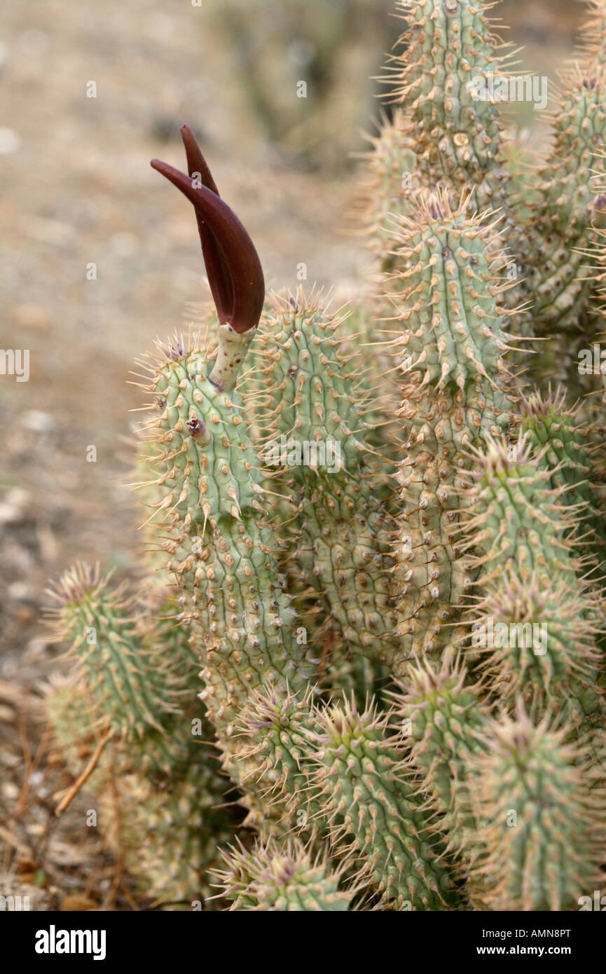 Le gordonii de Hoodia succulentes utilisé par les Bushmen San pour supprimer la faim Banque D'Images