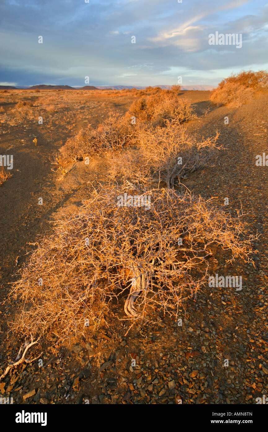 Vue panoramique sur la végétation et le paysage dans le Tankwa Karoo National Park Banque D'Images