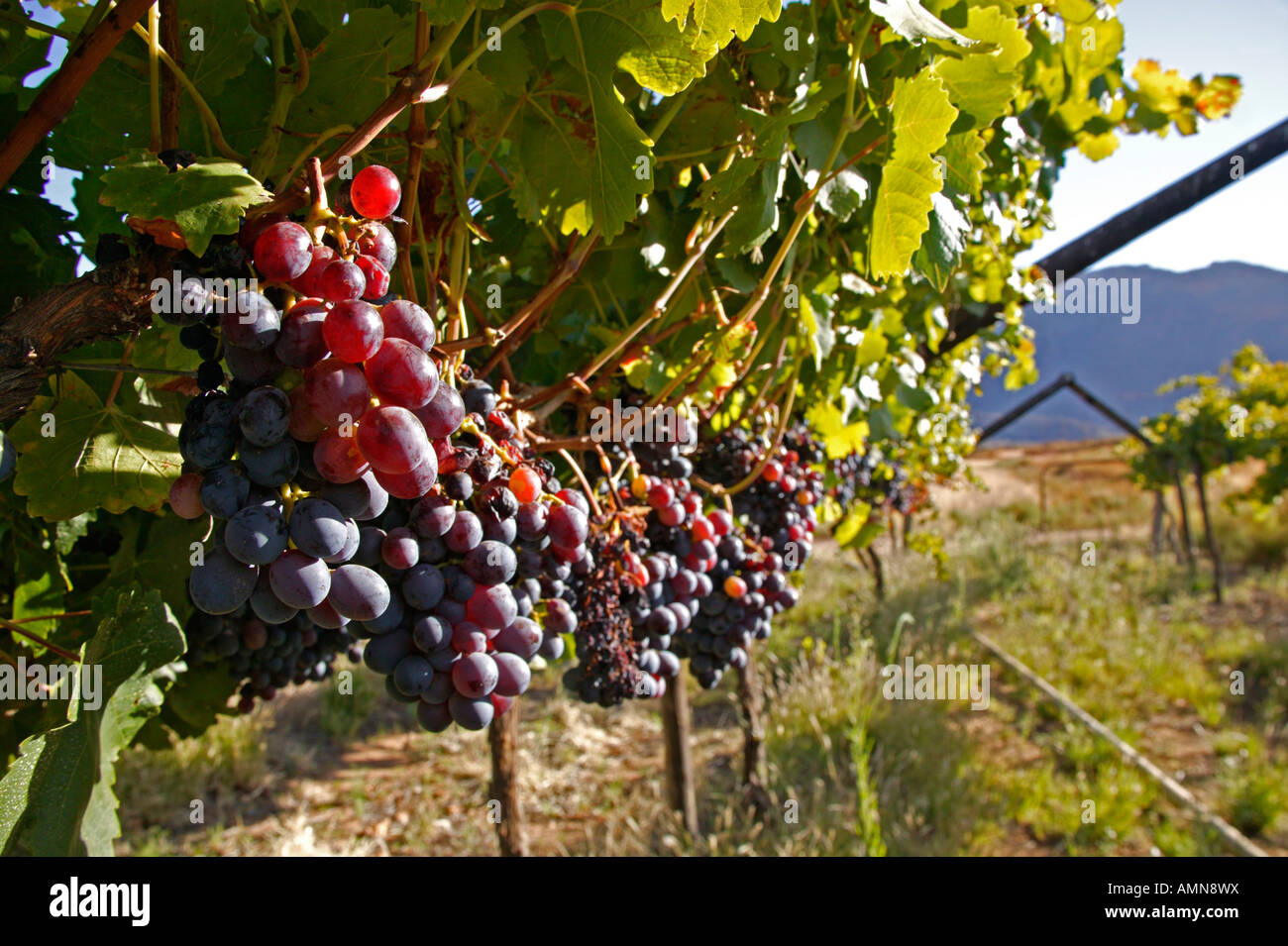 Raisin Rouge accroché sur vignes en vignes dans la vallée de Cedarberg Banque D'Images
