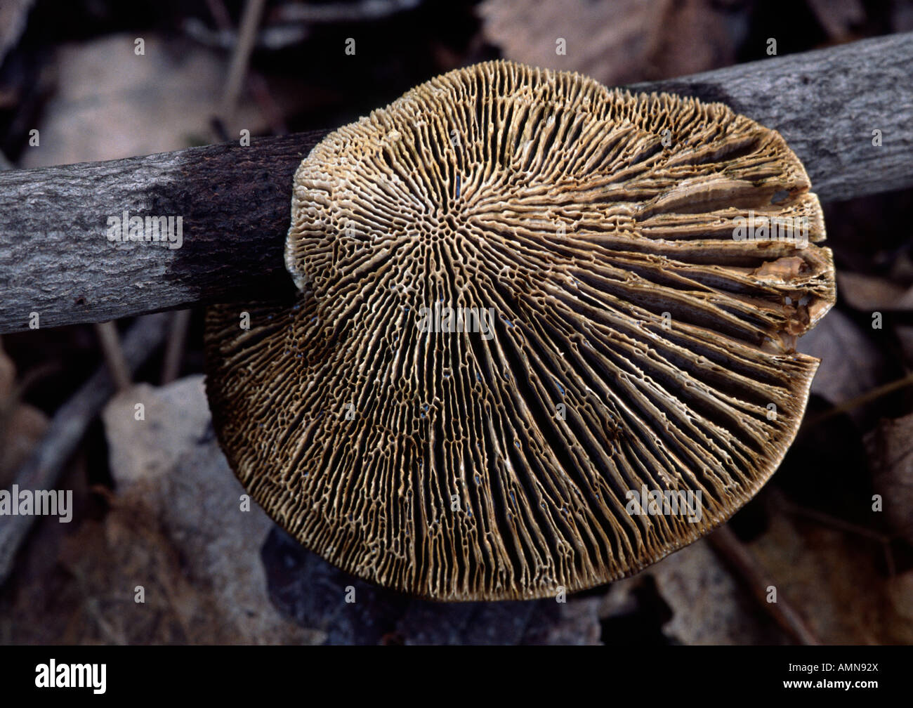 Labyrinthe en chêne épais Daedalea quercina, polypores, Tri-county de faune, Indiana USA Banque D'Images