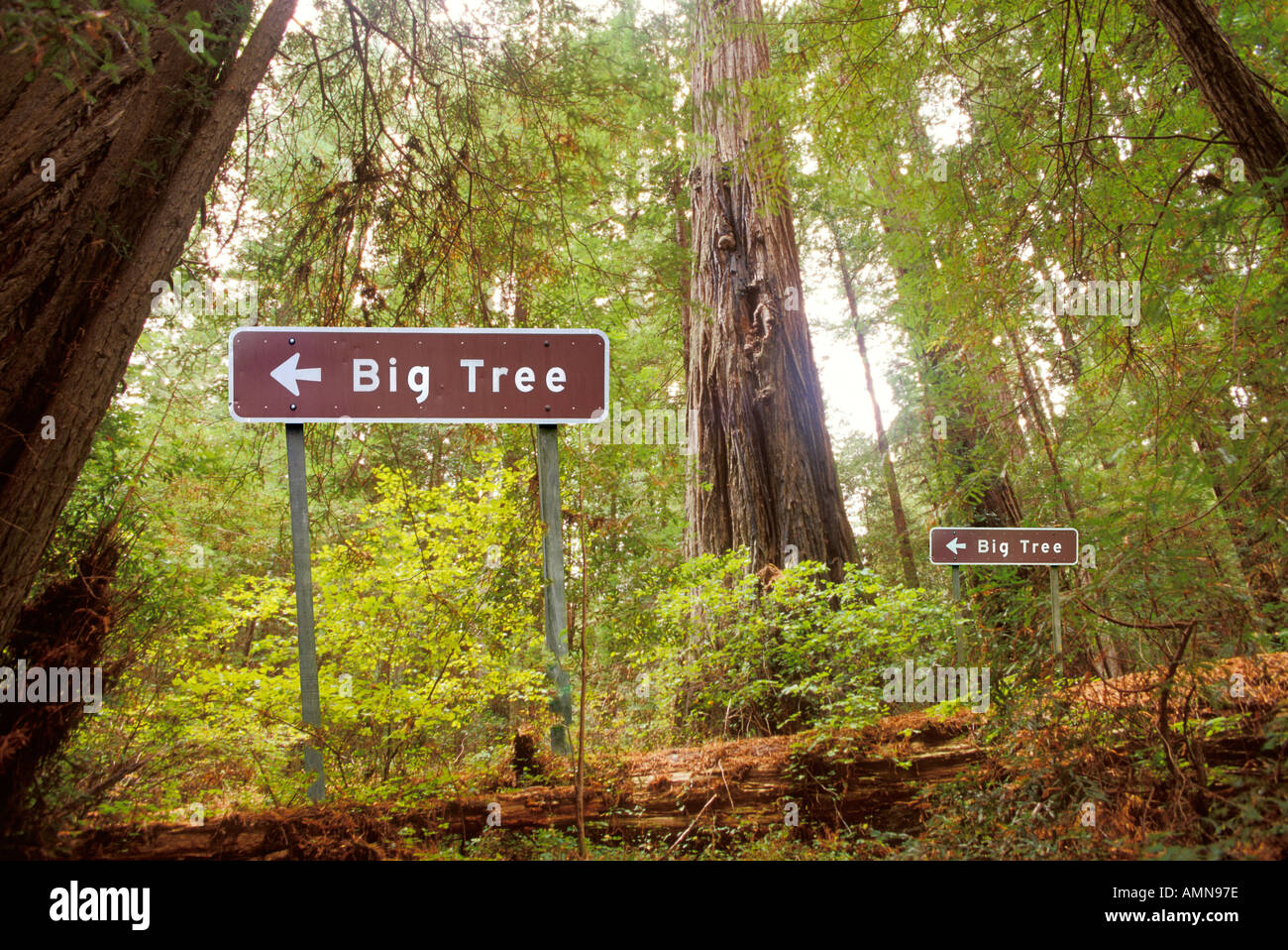 Grands arbres Banque D'Images