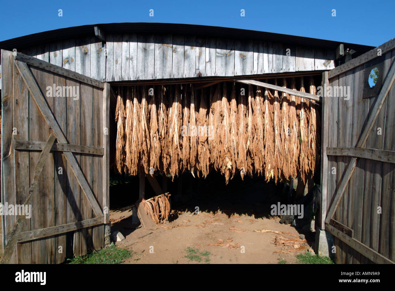 Le séchage des feuilles de tabac dans un hangar à la ferme Dordogne France Banque D'Images