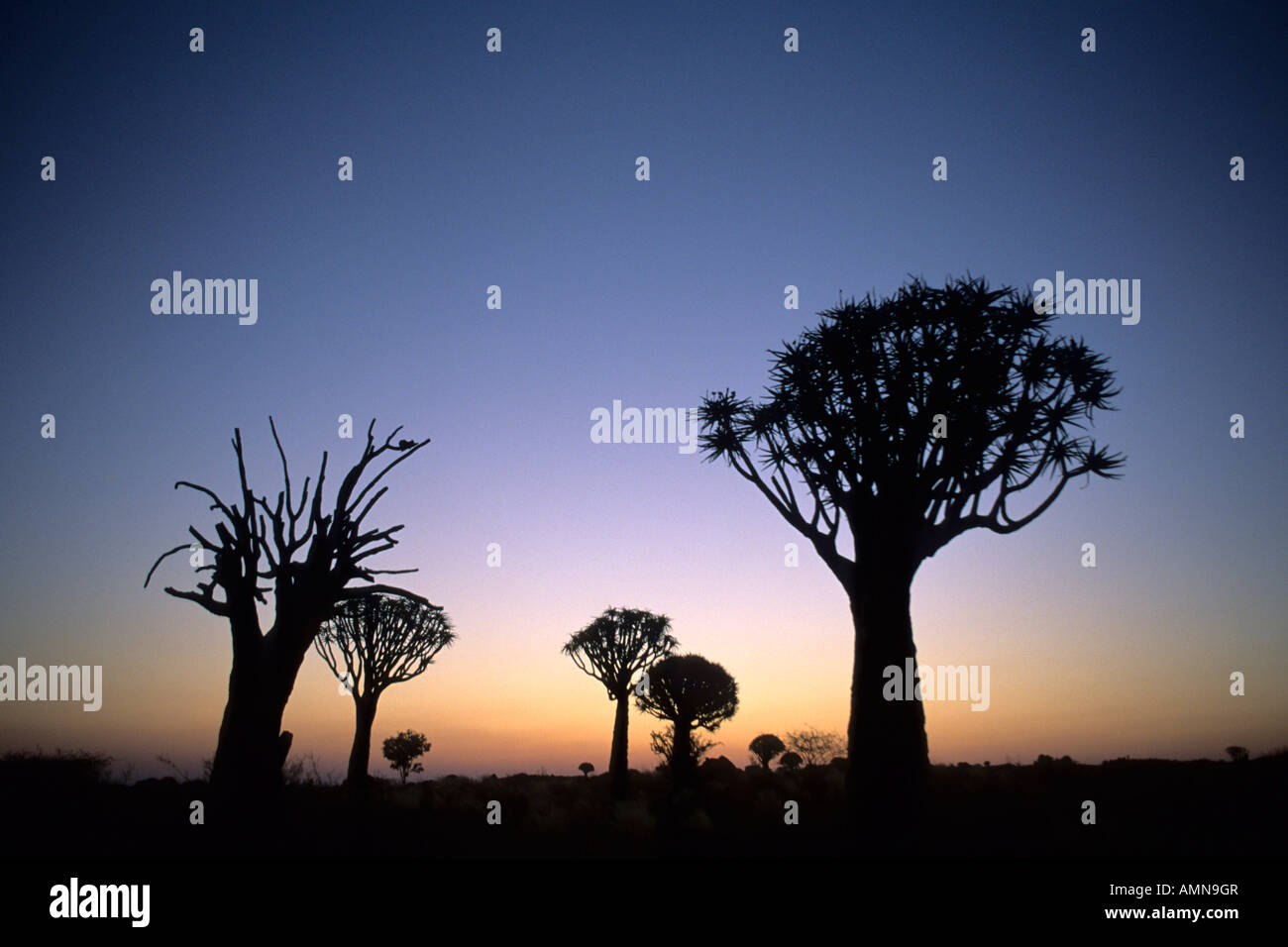 Silhouette spectaculaire Kokerboom (Quiver Tree) (Aloe Dichotoma) Forêt Banque D'Images