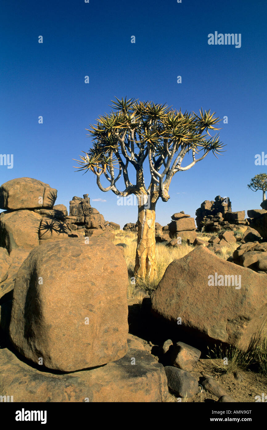 Kokerboom (Quiver Tree) (Aloe Dichotoma) entre les grands rochers Banque D'Images