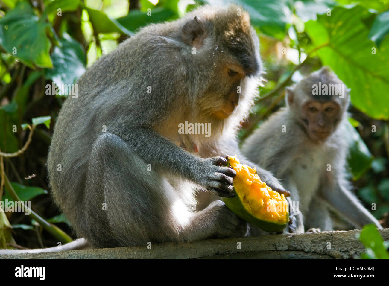 Deux macaques à longue queue Macaca fascicularis partageant une mangue Monkey Forest Ubud Bali Indonésie Banque D'Images