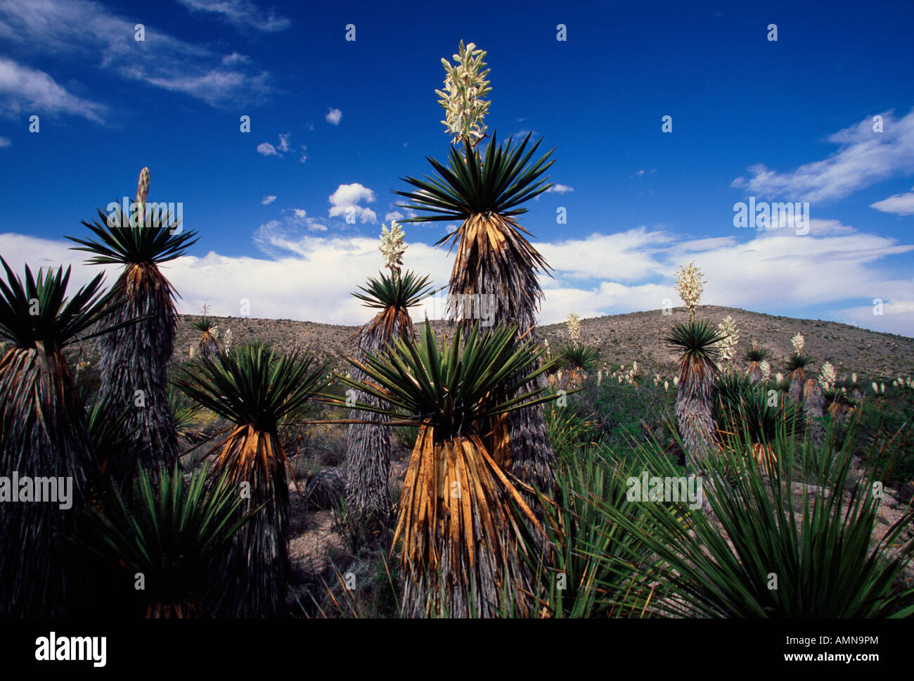 Dague (Yucca géant Yucca carnerosana) Dague en télévision, Big Bend National Park, Texas USA Banque D'Images