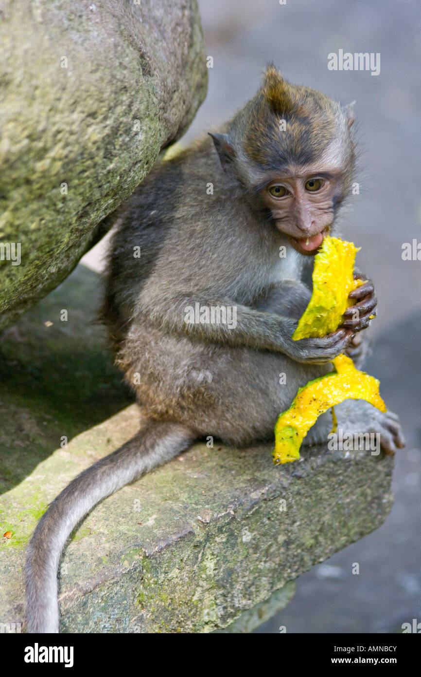 Les macaques à longue queue bébé Macaca fascicularis Mangue manger la Forêt des Singes Ubud Bali Indonésie Banque D'Images