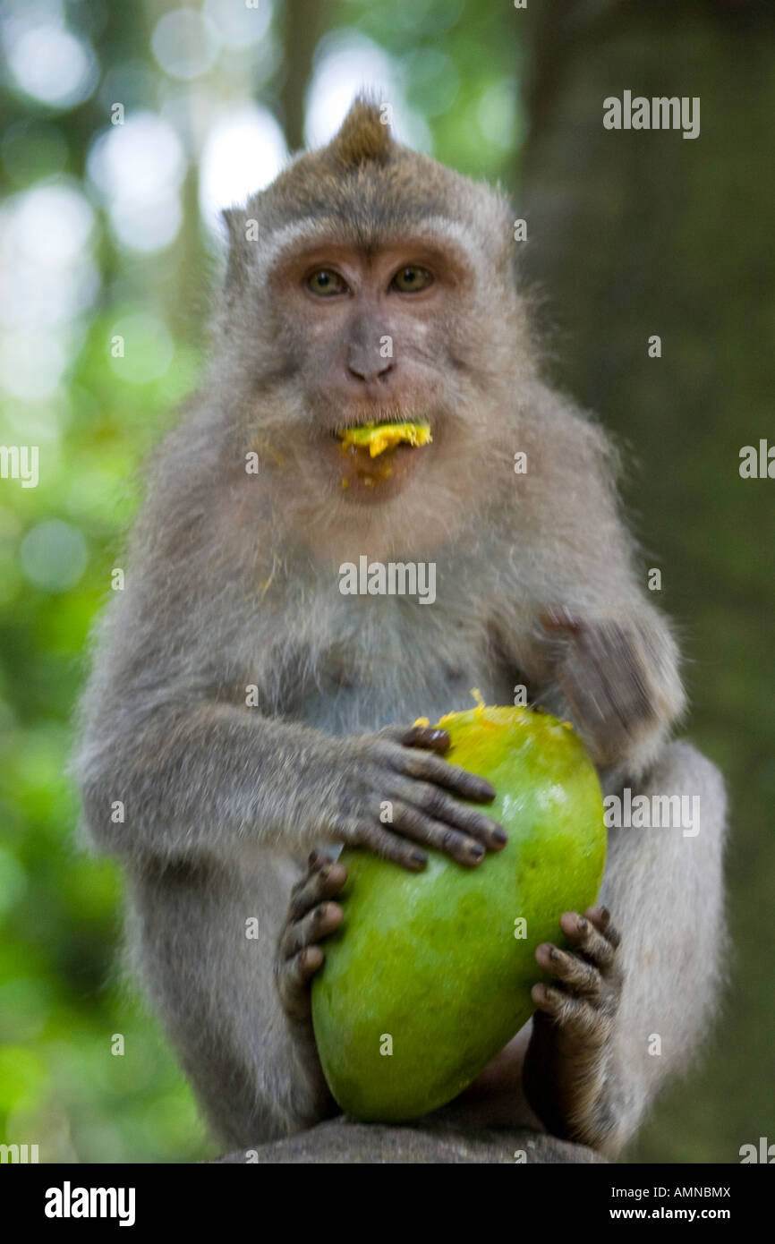 La mangue verte manger les macaques à longue queue Macaca fascicularis Monkey Forest Ubud Bali Indonésie Banque D'Images