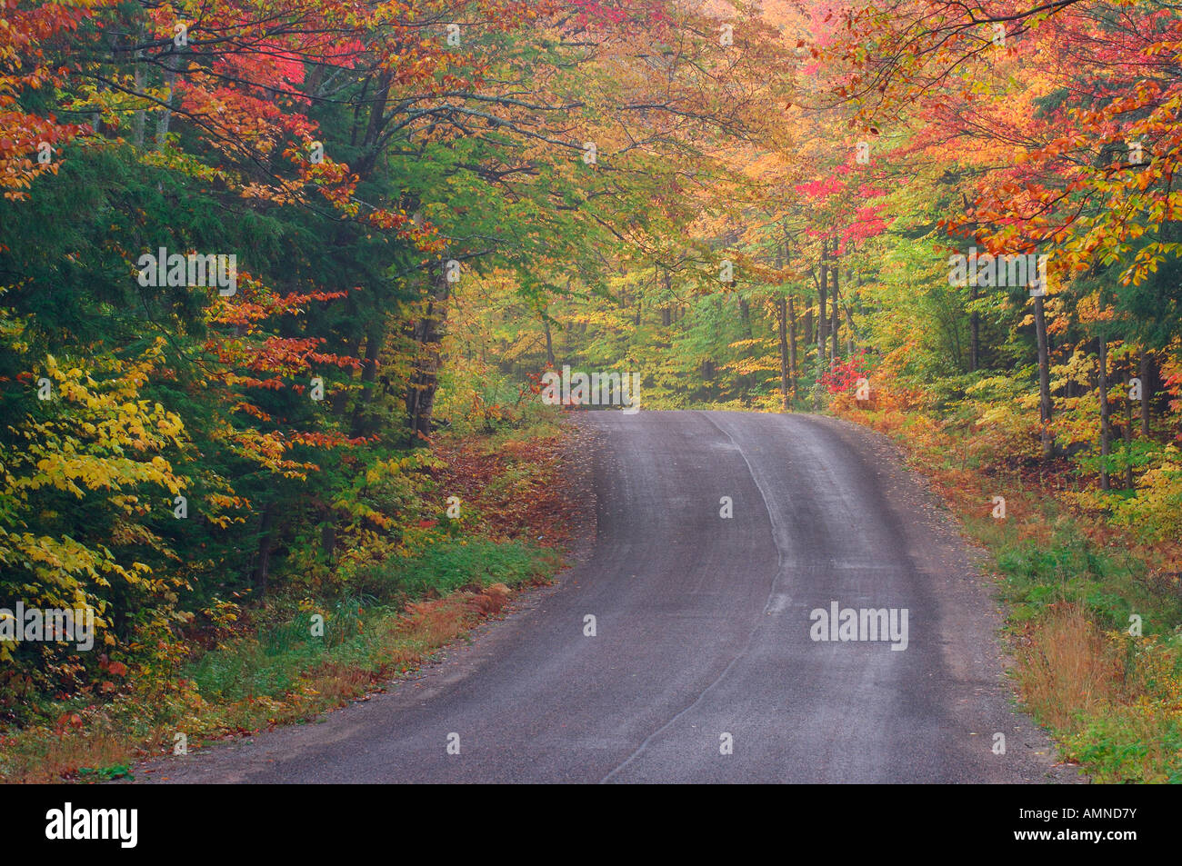 Route à travers les arbres en automne de l'Ontario, Canada Banque D'Images