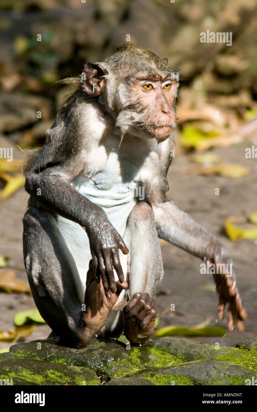 Trempé macaques à longue queue Macaca fascicularis Monkey Forest Ubud Bali Indonésie Banque D'Images