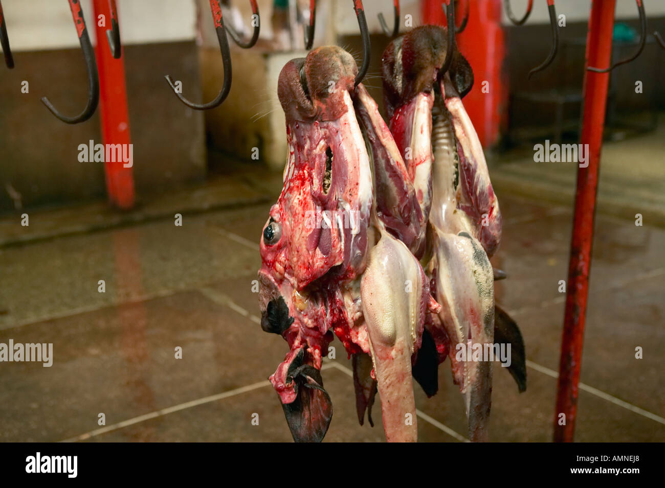 La tête et les yeux de l'animal mort à l'abattoir dans Nyongara Nairobi Kenya Afrique Banque D'Images