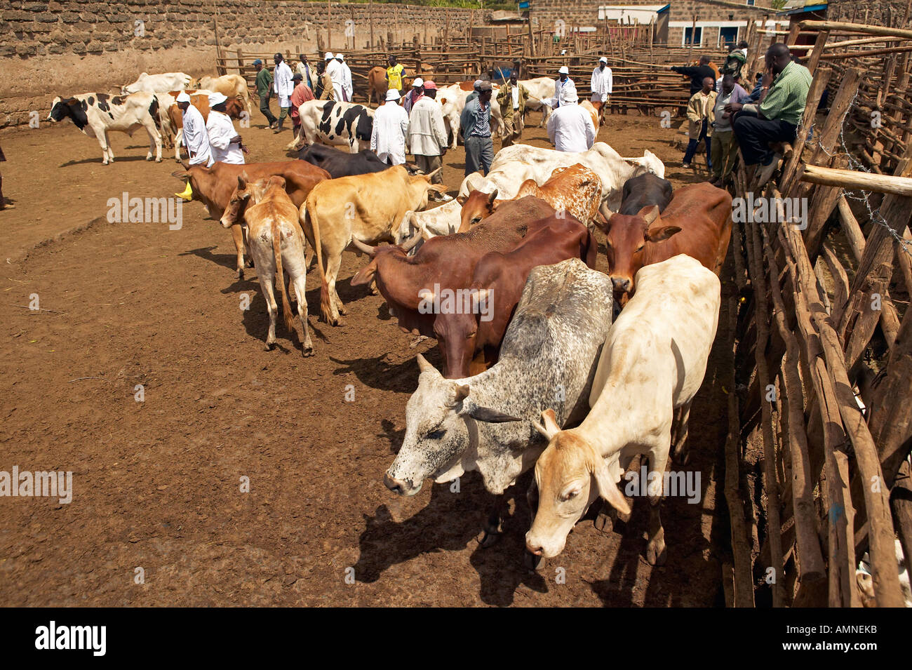 Abattoir de Dagoretti Nairobi Kenya Afrique un réservoir pour les vaches et les chèvres d'être tués dans l'abattoir Banque D'Images