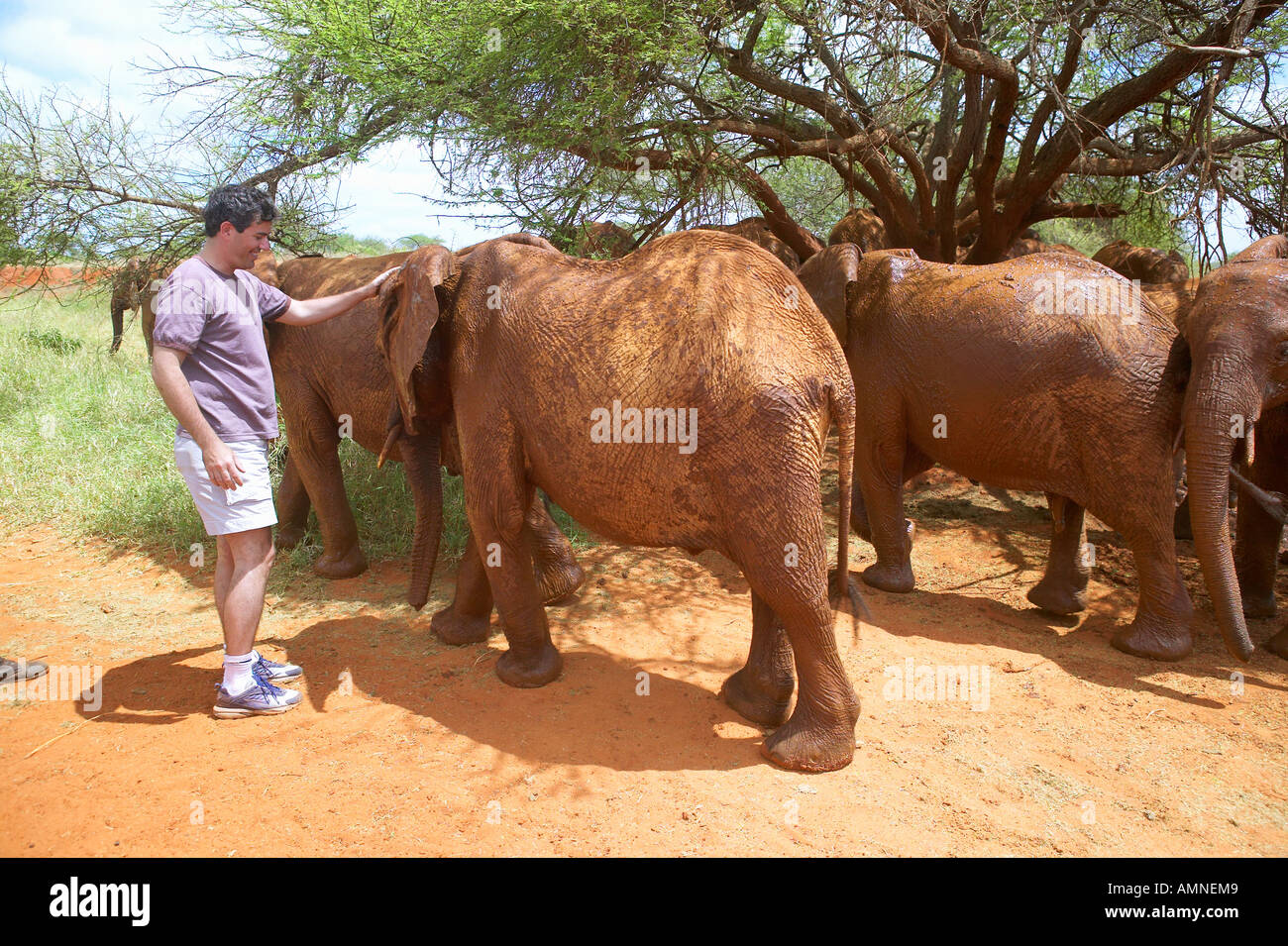 Humane Society Directeur général Wayne Pacelle choyer bébé adopté l'éléphant au David Sheldrick Wildlife Banque D'Images