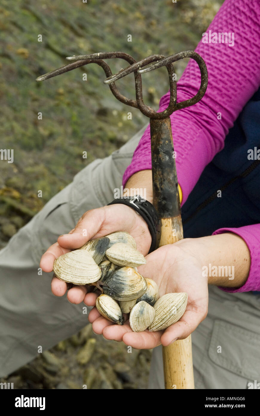 Creuser l'ALASKA POUR LE BEURRE CLAM KACHEMAK BAY PRÈS DE HOMER Banque D'Images