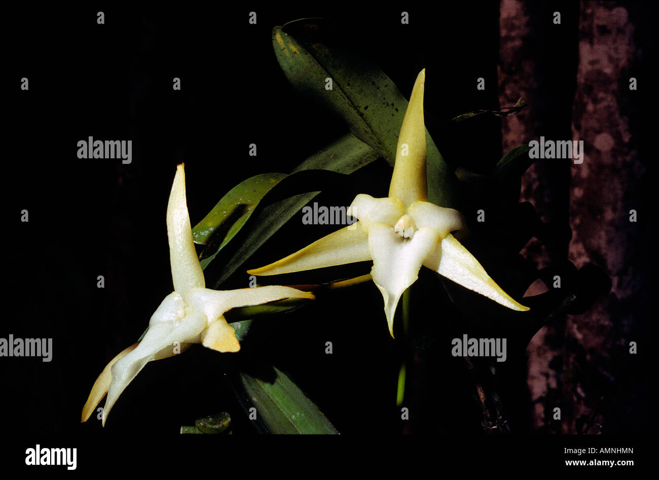 Orchidée comète étoile de Bethléem Angraecum sesquipedale madagascar Monochapelle floraison Pflanzen Zierpflanzen Zimmerpflanzen ow wil Banque D'Images