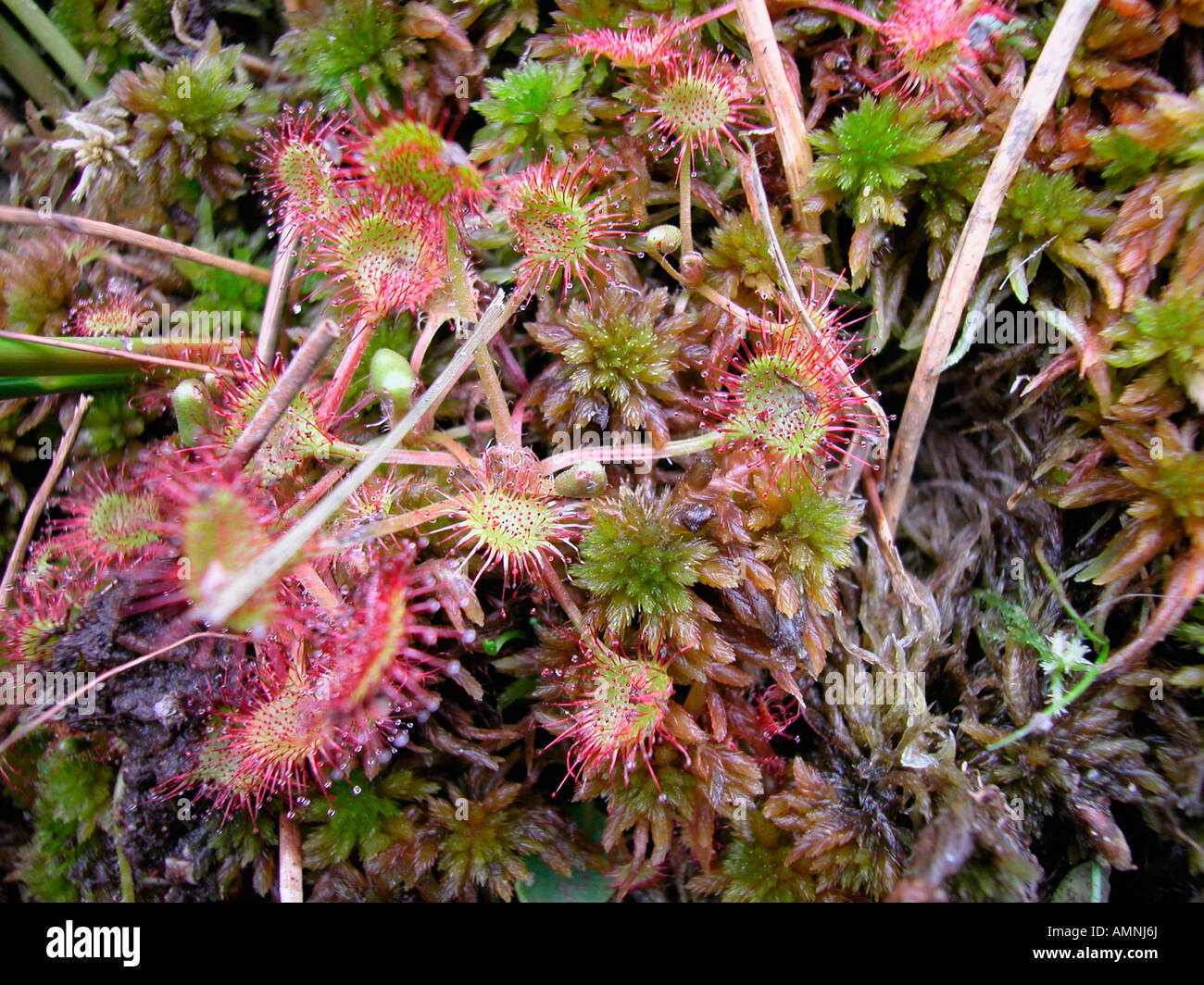 Round leaved sundew Drosera rotundifolia Drosera Rossolis feuille ronde Droseraceae Europa Europe Allemagne plan format horizontal Banque D'Images