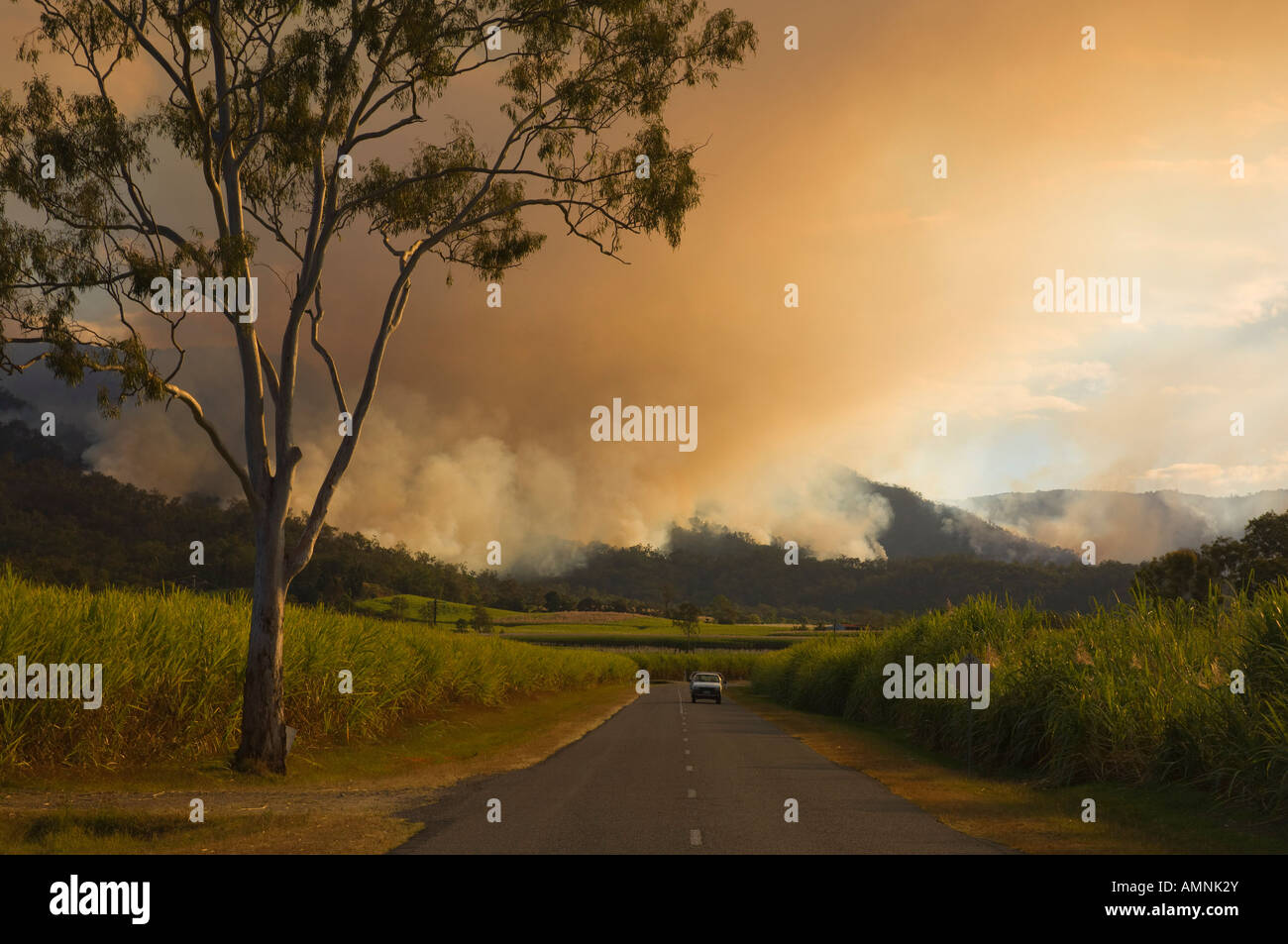 G'S, Finch Hatton, Pioneer Valley, Queensland, Australie Banque D'Images