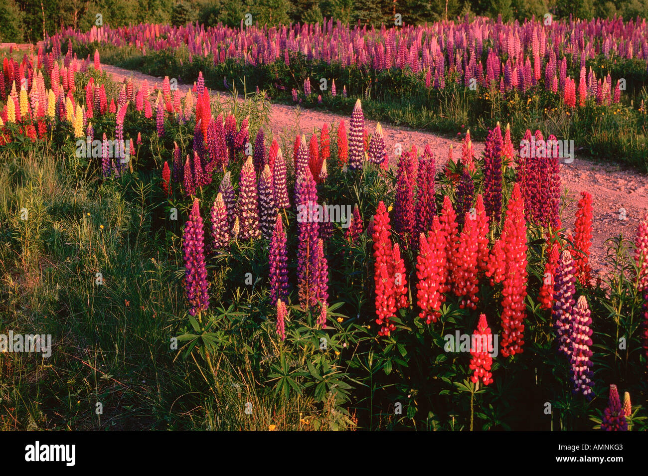 Lupins, Shamper's Bluff, New Brunswick, Canada Banque D'Images