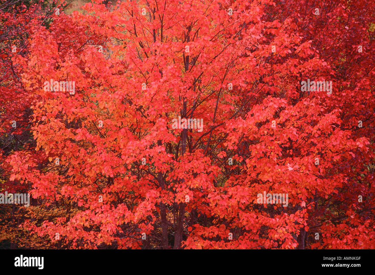 Perry Point, New Brunswick, Canada Banque D'Images