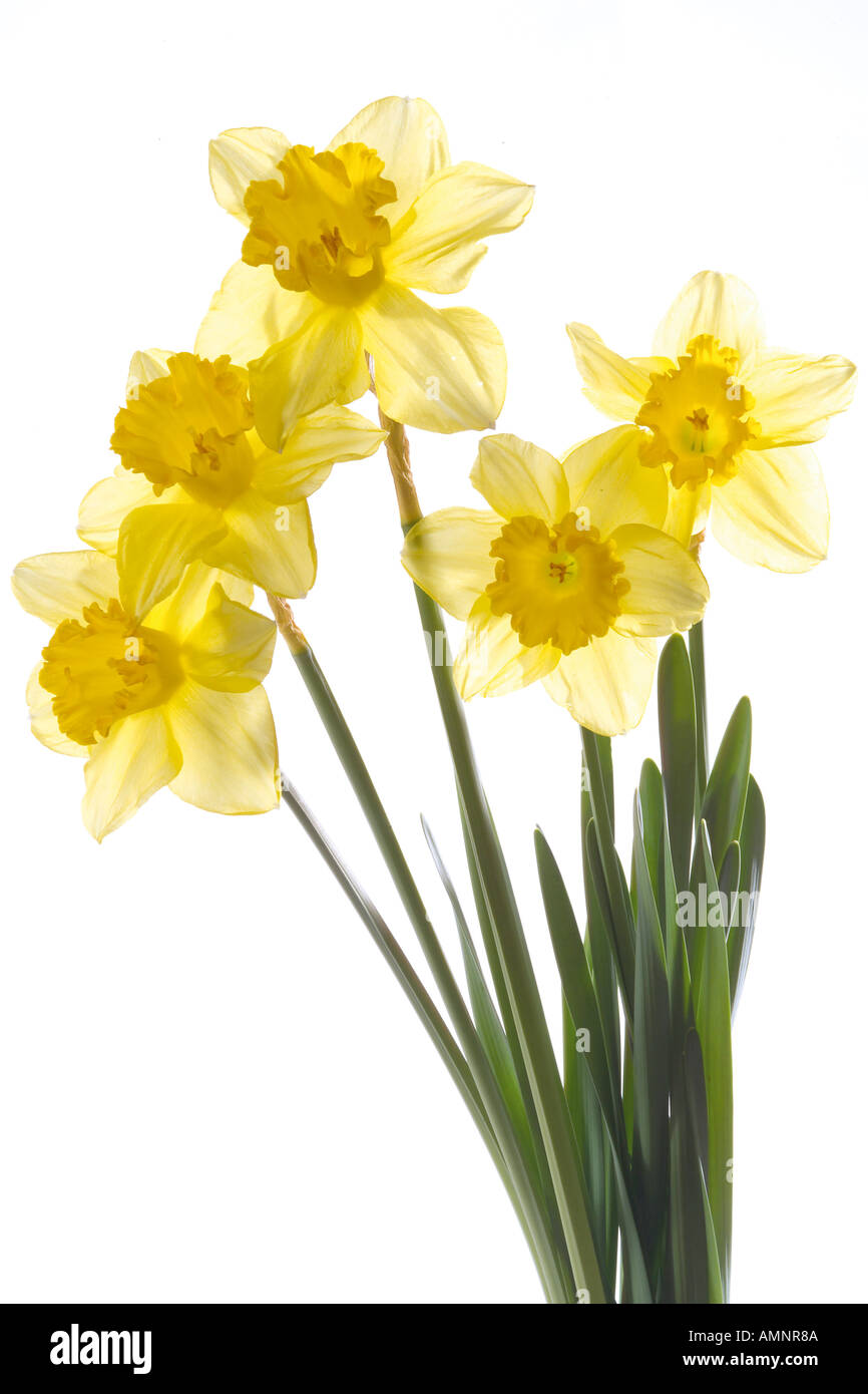 Les jonquilles (Narcissus pseudonarcissus jaune), close-up Banque D'Images