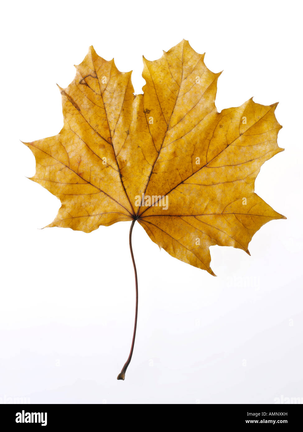 Personne seule l'automne Feuille d'automne contre l'arrière-plan blanc. image graphique contre fond blanc pour la découpe. Banque D'Images