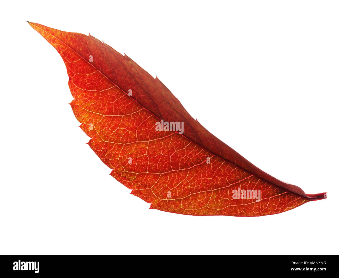 Personne seule l'automne Feuille d'automne contre l'arrière-plan blanc. image graphique contre fond blanc pour la découpe. Banque D'Images Personne seule l'automne Feuille d'automne contre l'arrière-plan blanc. image graphique contre fond blanc pour la découpe. Banque D'Images
