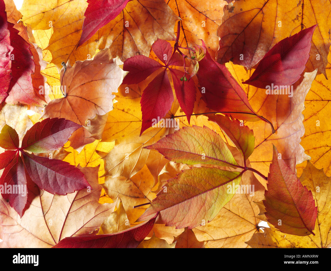 Tombée automne automne feuilles empilées les unes sur les autres. Les feuilles colorés secs avec le chaud couleurs automnales et les textures de l'automne. Banque D'Images