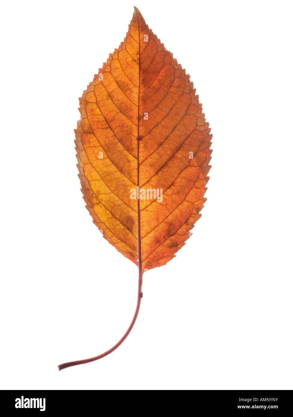 Feuille d'automne. Seule feuille d'automne contre blanc. Couleurs et de textures naturelles. Banque D'Images