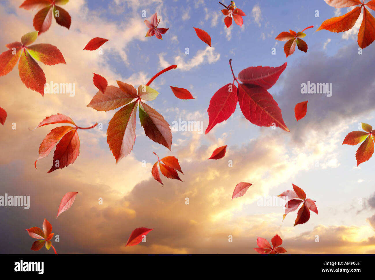 Les feuilles d'automne tombant contre un coucher de ciel nuageux. Les feuilles colorées et les couleurs naturelles Banque D'Images
