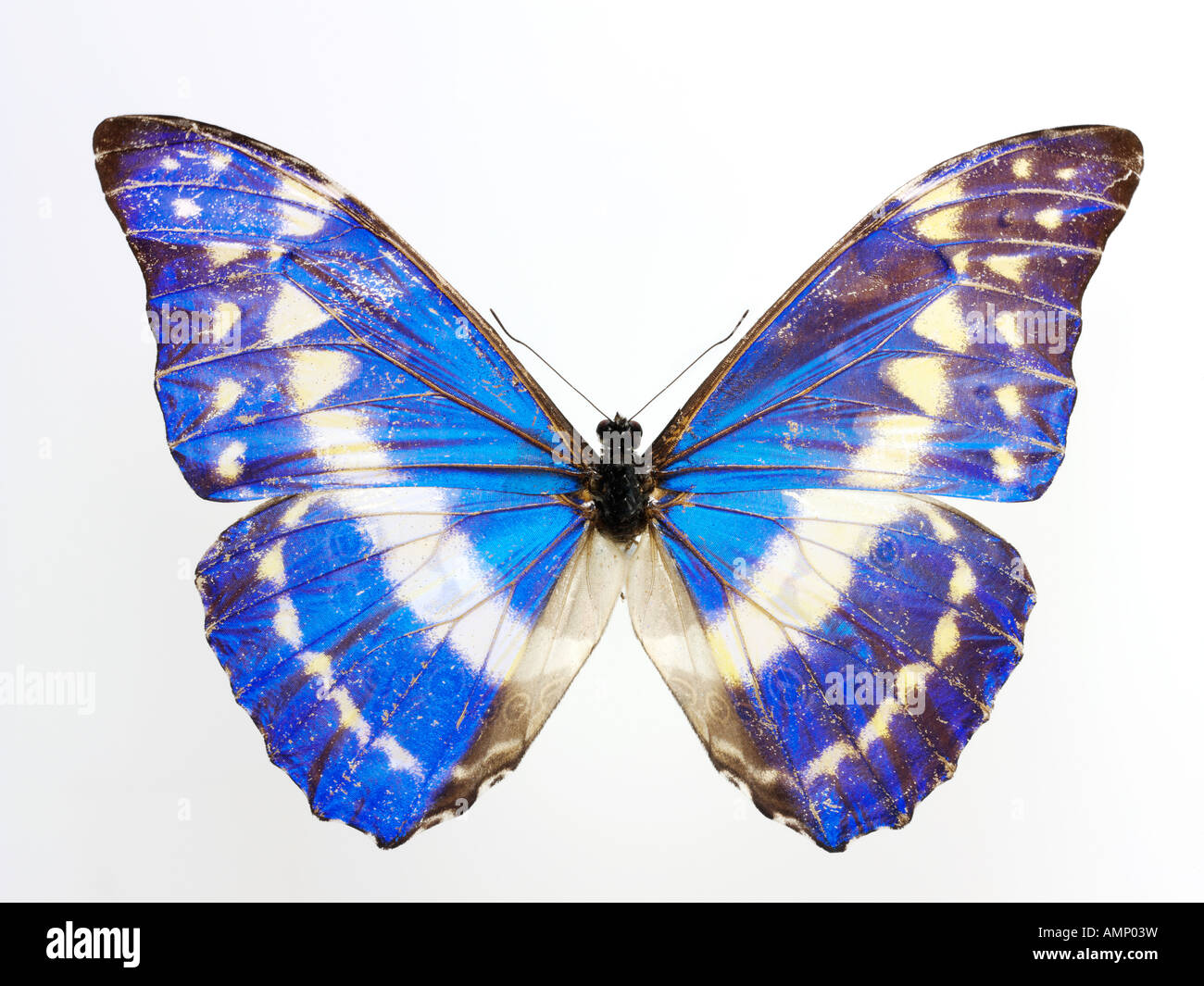 Top Shot vue en plan d'un Nymphalidae papillon, ailes ouvertes, sur un fond blanc dans un studio Banque D'Images