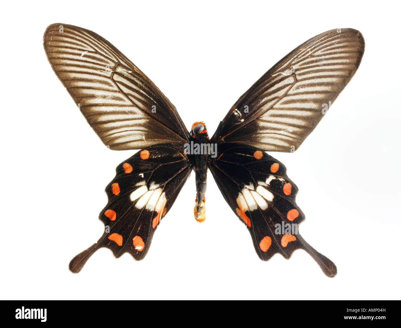 Top Shot vue en plan d'un swallowtail butterfly, ailé, ouvert sur un fond blanc dans un studio Banque D'Images