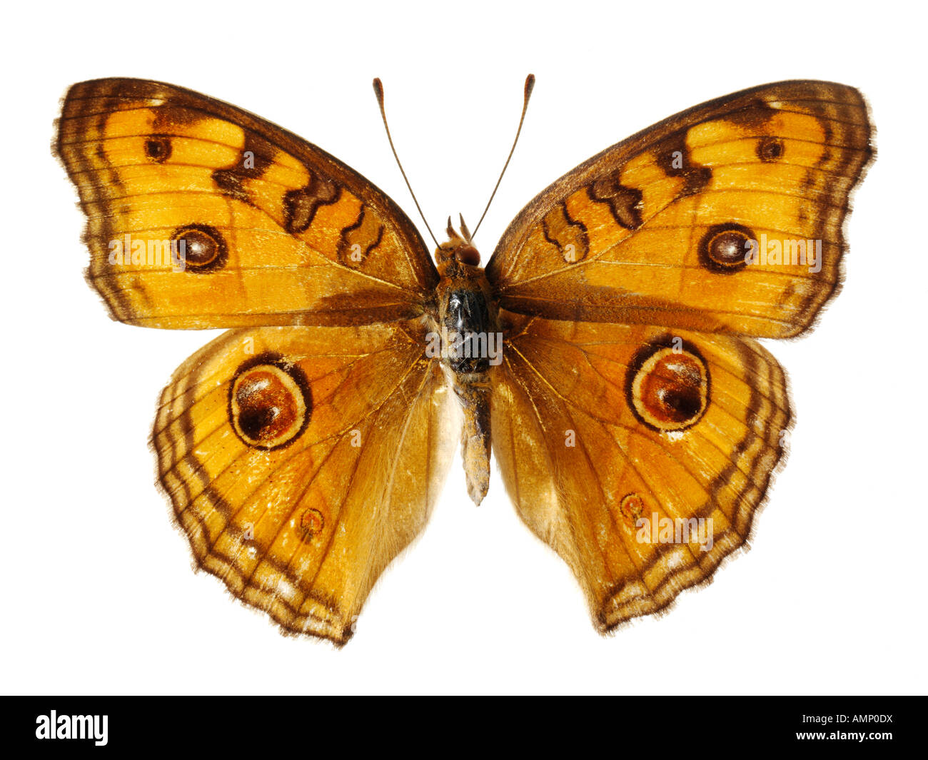 Top Shot vue en plan d'un Nymphalidae papillon, ailes ouvertes, sur un fond blanc dans un studio Banque D'Images