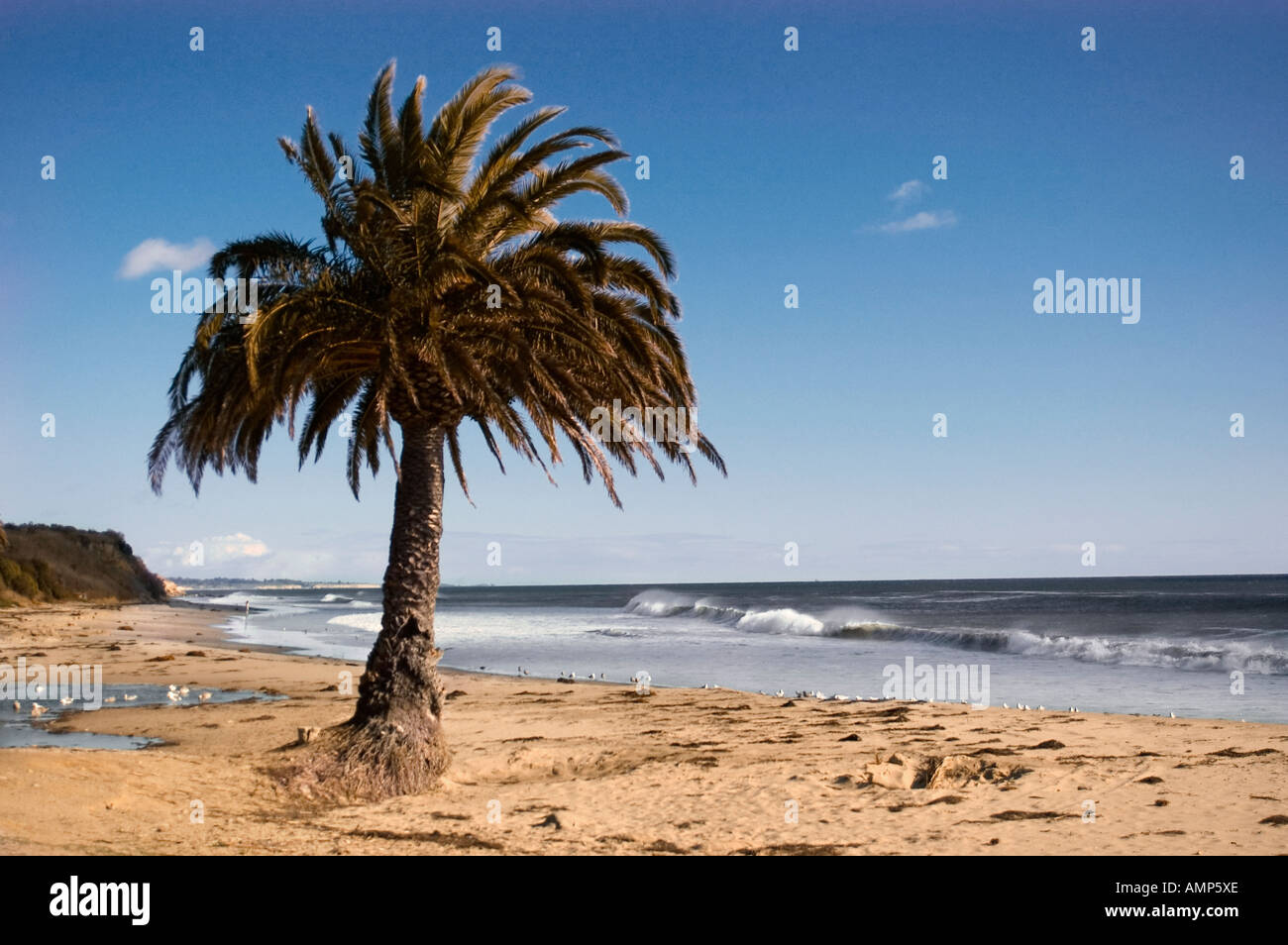 Un seul palmier se trouve près de la rive de l'océan sur une côte de Californie Banque D'Images