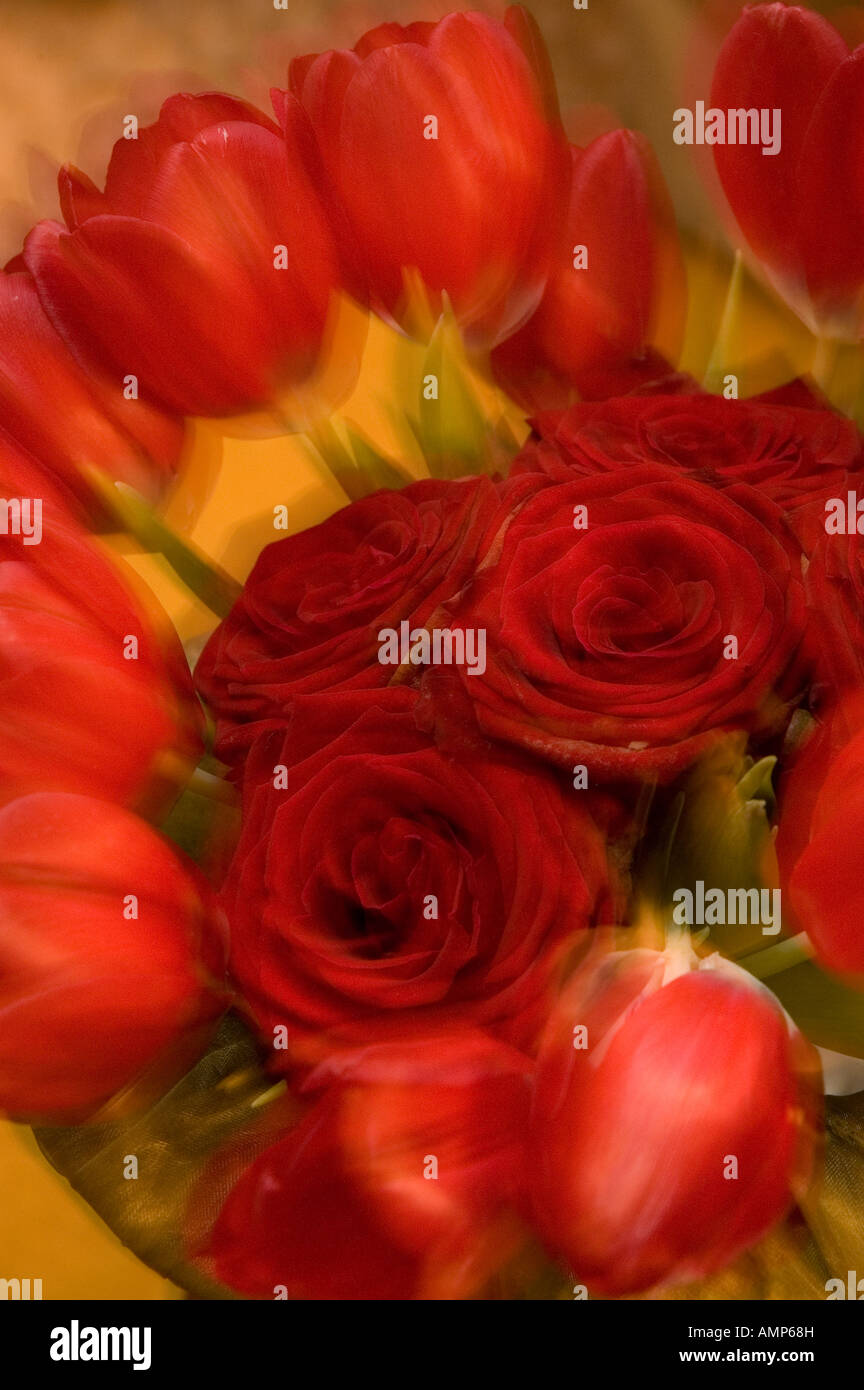 Gros plan du bouquet de roses rouges et de tulipes rouges Banque D'Images