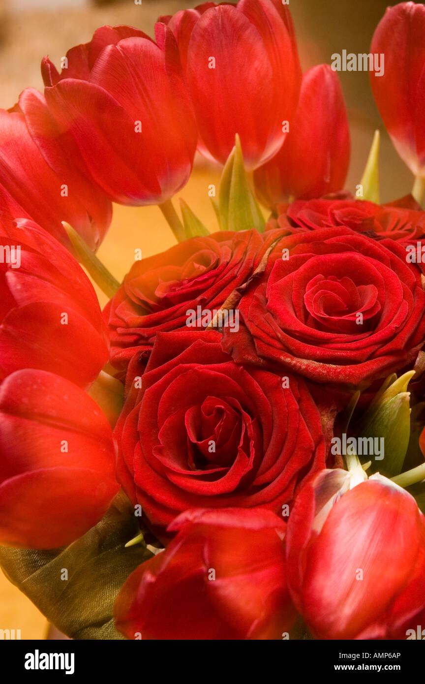 Gros plan du bouquet de roses rouges et de tulipes rouges Banque D'Images