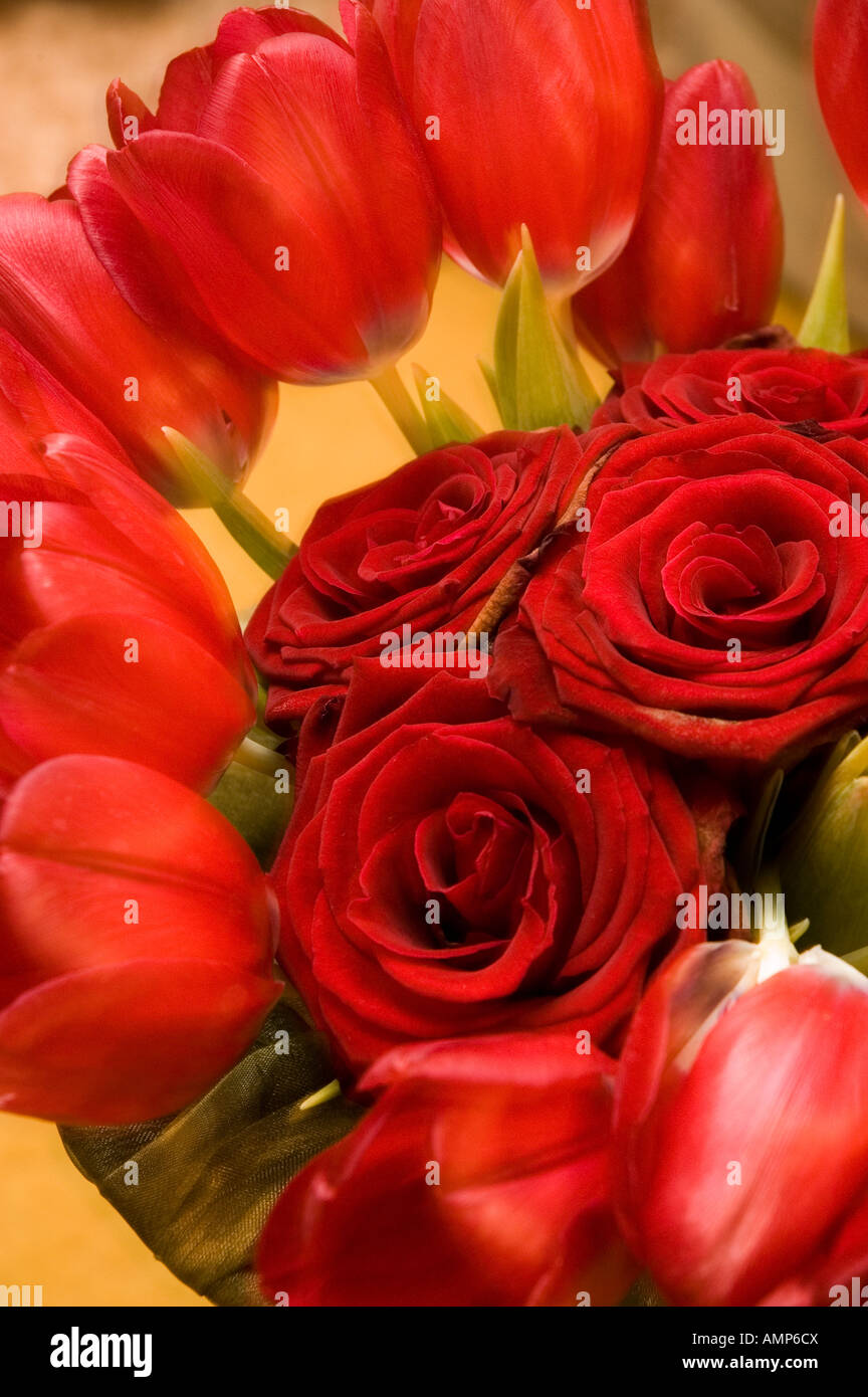 Gros plan du bouquet de roses rouges et de tulipes rouges Banque D'Images