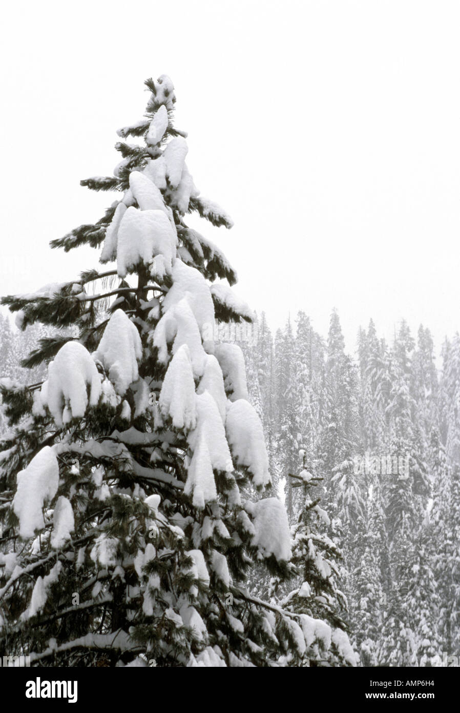 Arbre couvert de neige fraîche dans la forêt Californie Sierras Banque D'Images