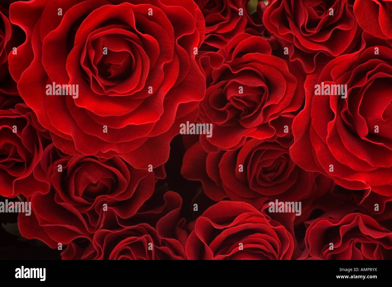 Close up of bouquet de roses rouges regardez directement Banque D'Images
