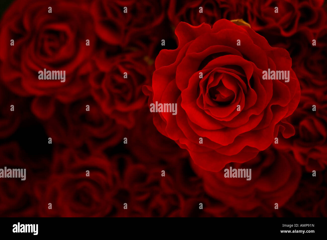 Close up of bouquet de roses rouges regardez directement Banque D'Images