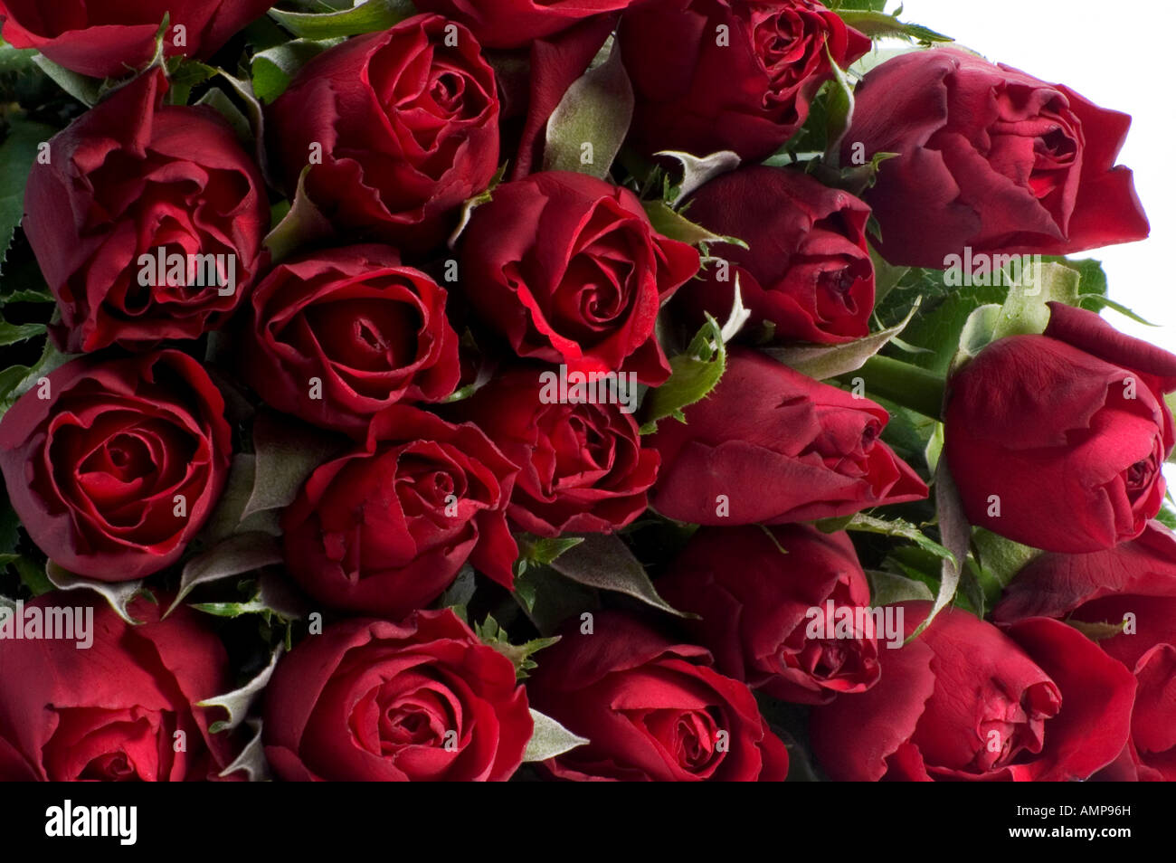 Close up of bouquet de roses rouges regardez directement Banque D'Images