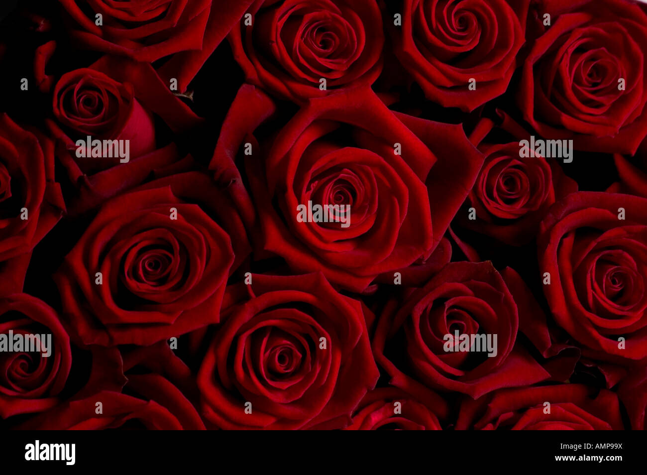 Close up of bouquet de roses rouges regardez directement Banque D'Images