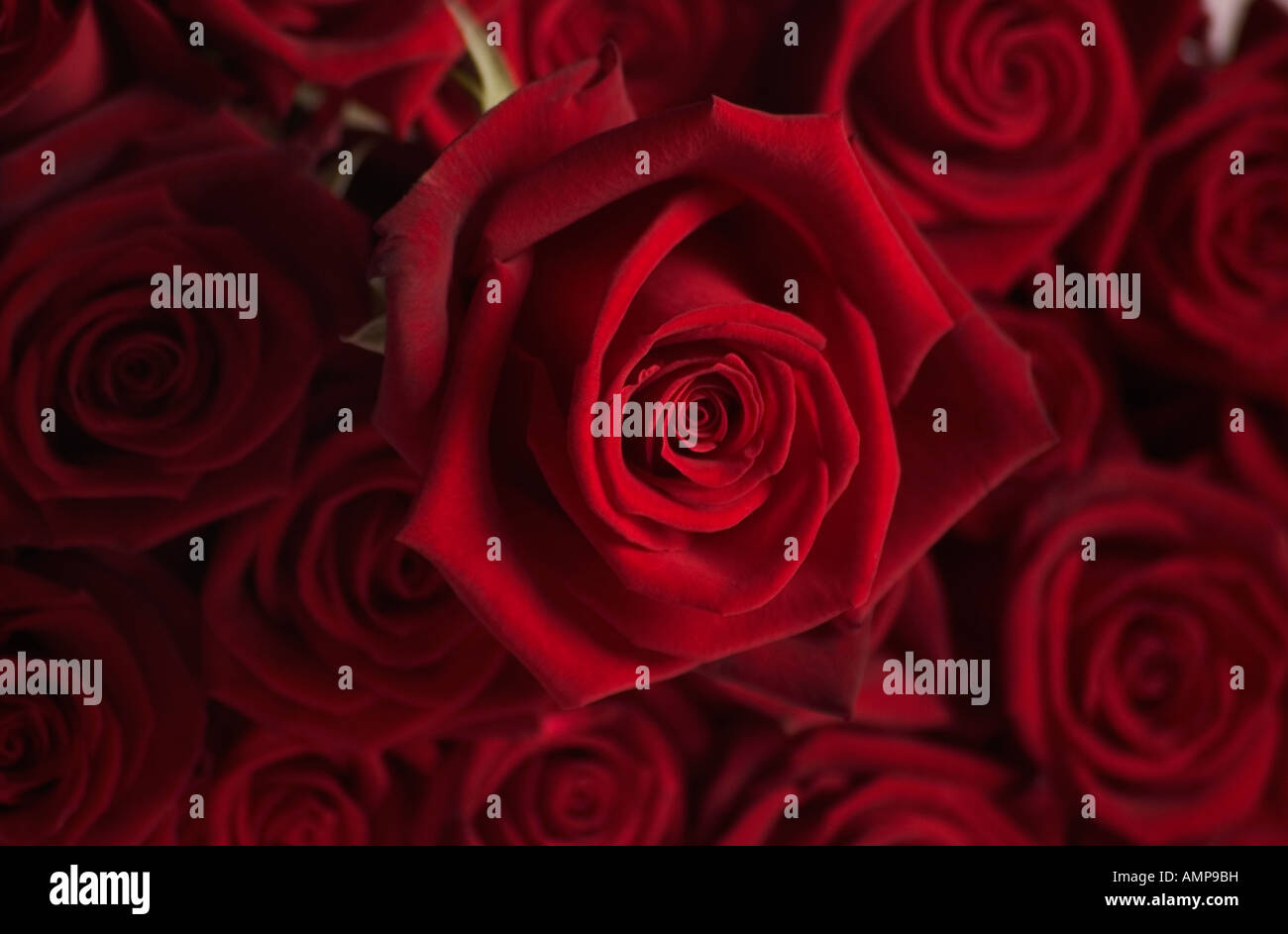 Close up of bouquet de roses rouges regardez directement Banque D'Images