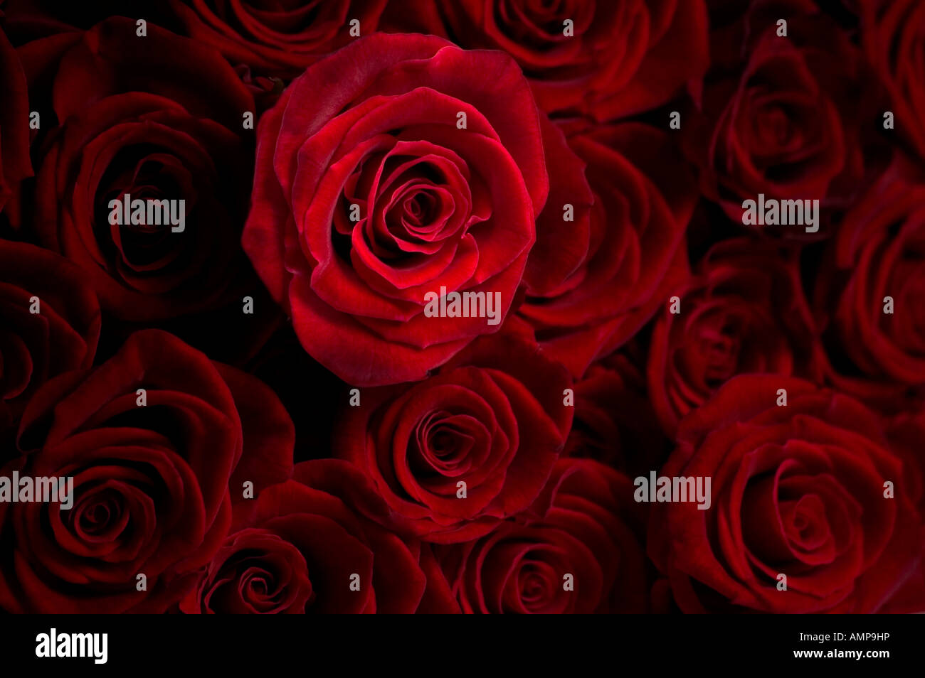 Close up of bouquet de roses rouges regardez directement Banque D'Images
