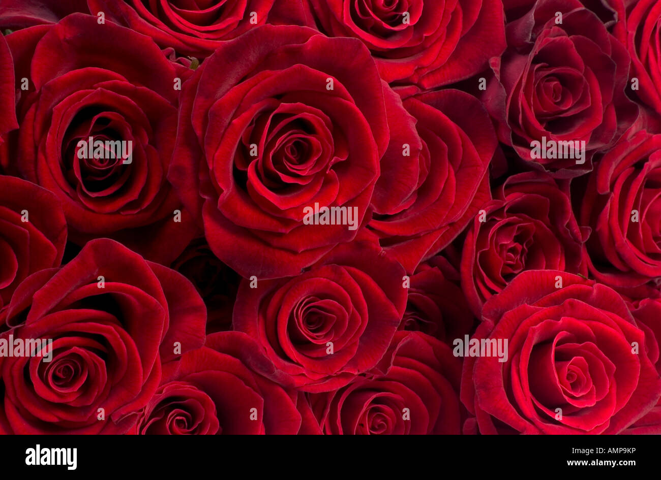 Close up of bouquet de roses rouges regardez directement Banque D'Images