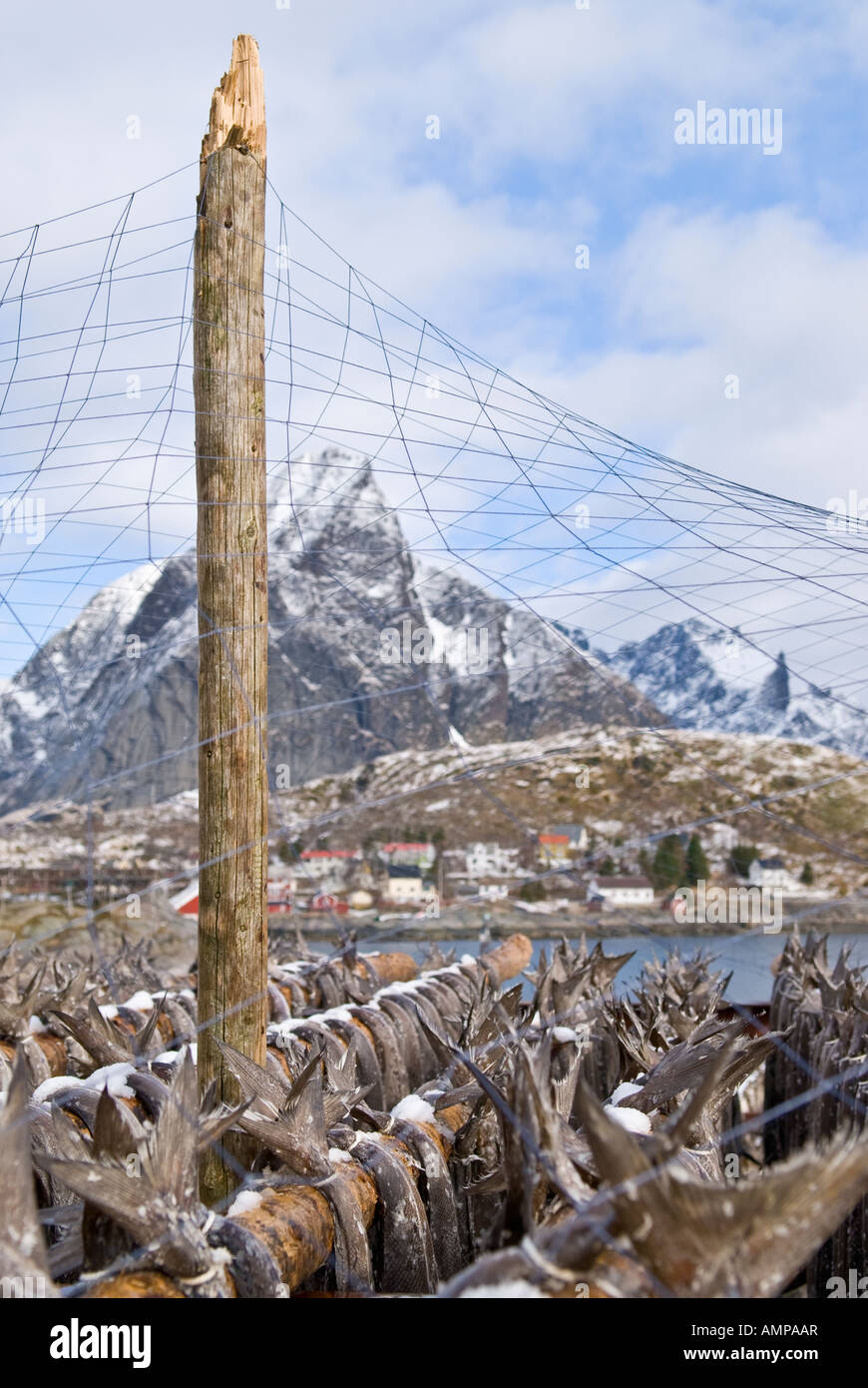 Stockfish morue accroché sur des séchoirs en bois, appelés flocons, au cours de l'hiver. Les îles Lofoten, Norvège Banque D'Images