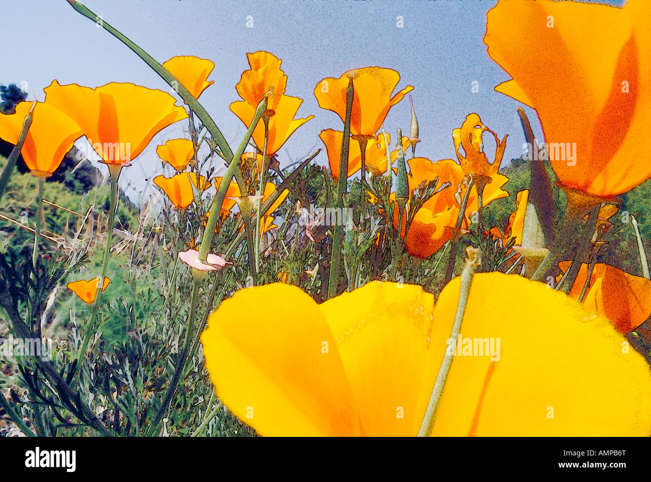 Modifié numériquement close-up de coquelicots de Californie au printemps en fleurs Banque D'Images