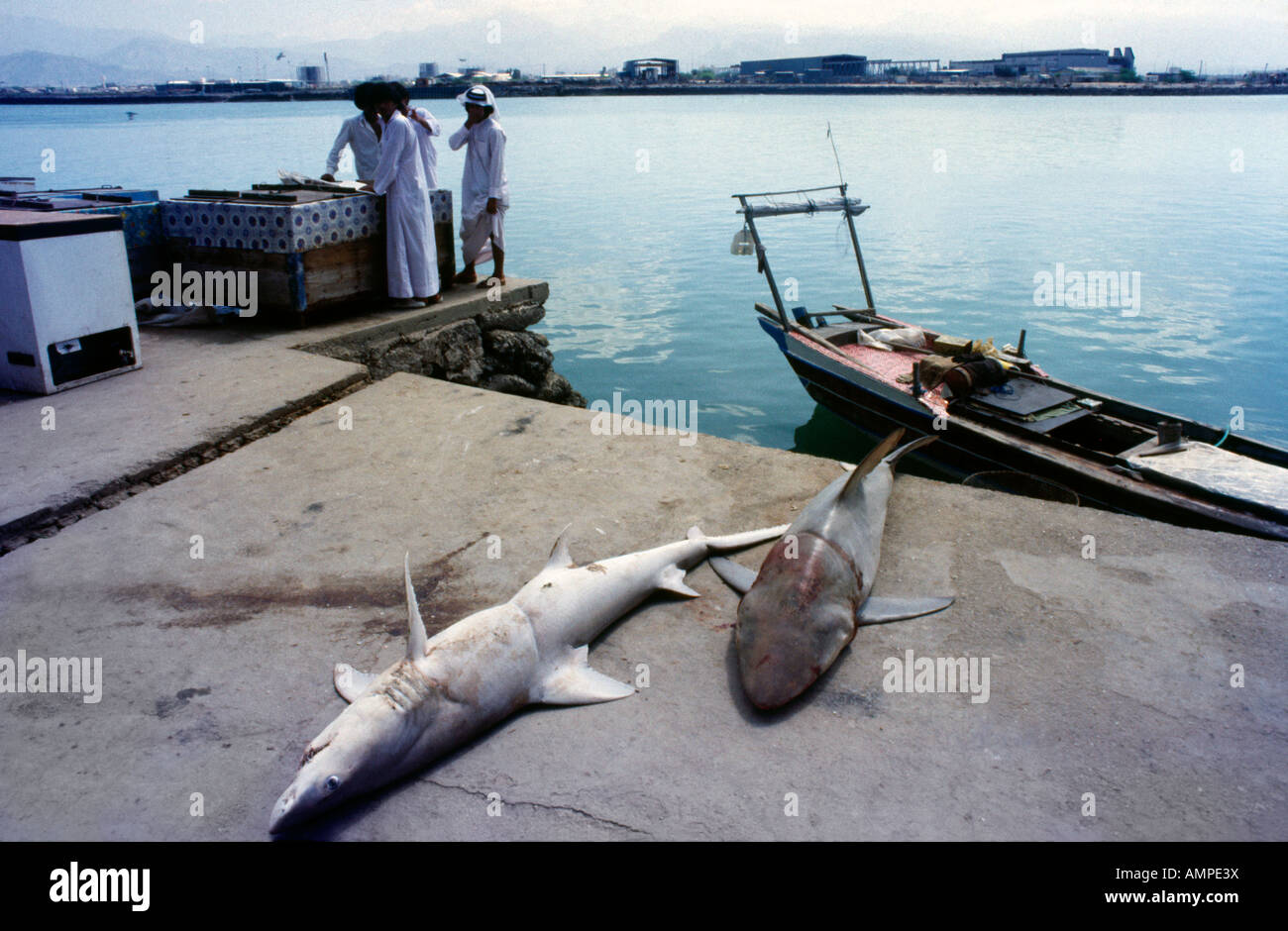 Ras Al Khaimah ÉMIRATS Pêcheur de requins et voile Banque D'Images