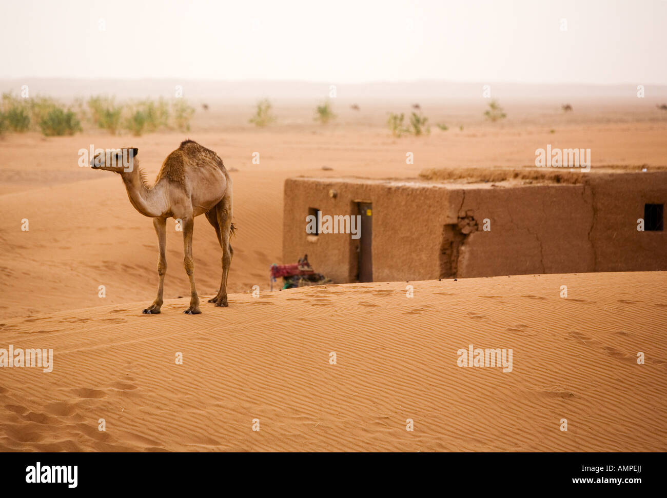 Lone chameau dans le Desert sand dune Banque D'Images