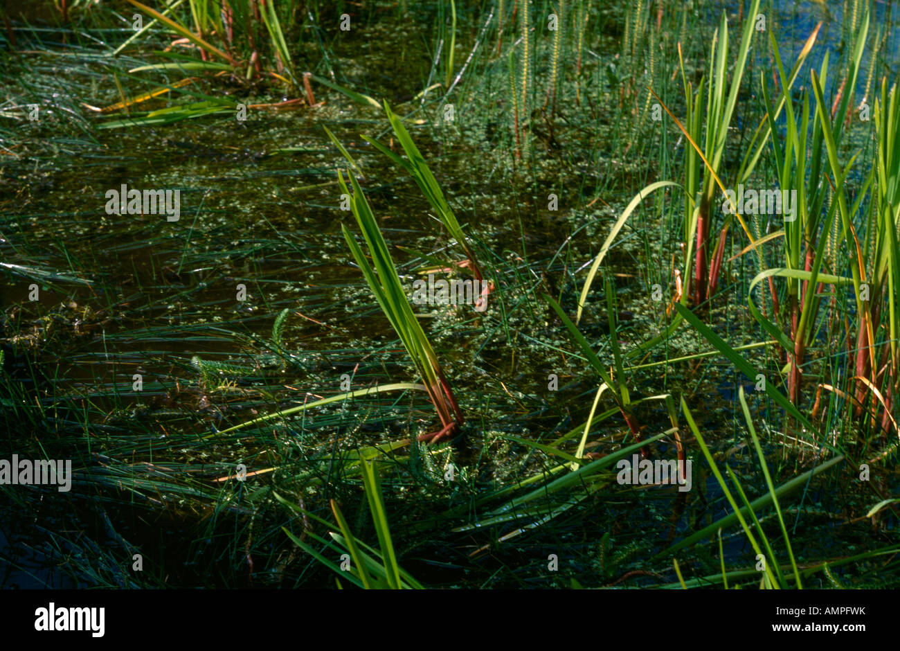 Les mauvaises herbes étang & roseaux des étangs de mauvaises herbes Canard Surrey Carshalton Banque D'Images