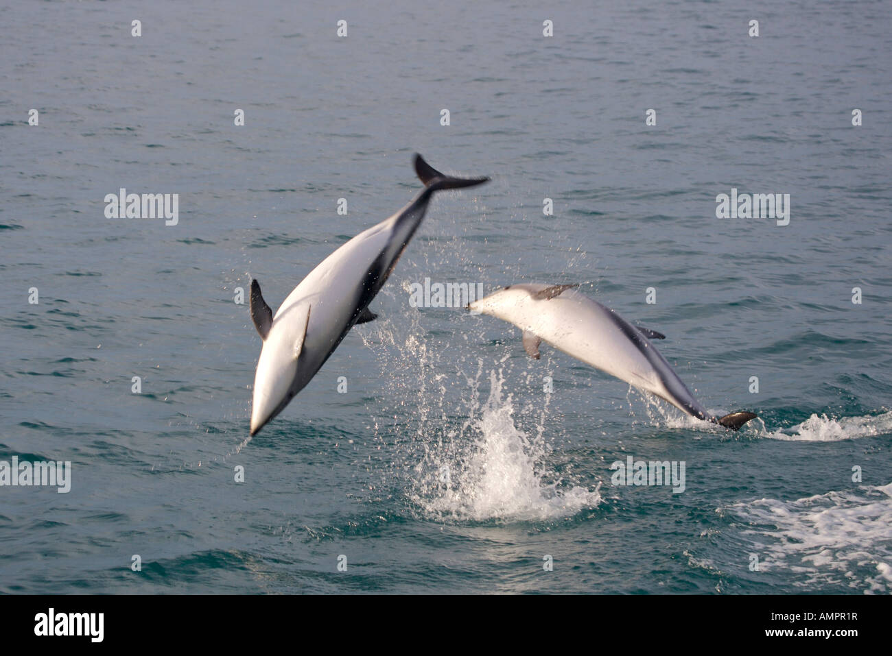 Les Dauphins au cours d'une visite d'observation des dauphins Kaikoura, Côte Est, île du Sud, Nouvelle-Zélande, Lagenorhynchus obscurus. Banque D'Images